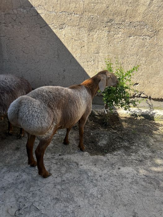 Курбоноик учун куелар