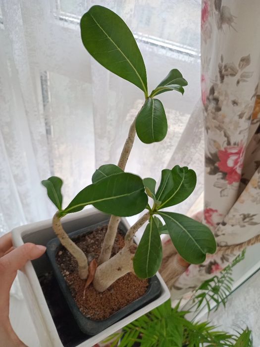 Продам.    цветы