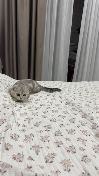 Продавец.рллркрооммр-