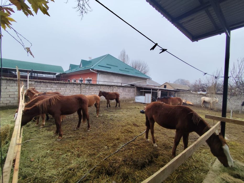 Кунан Баитал бар