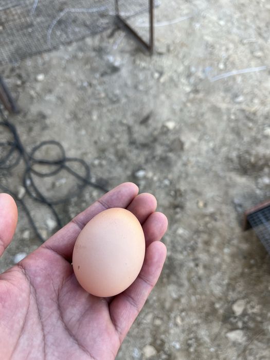Продам несушки ломан браун