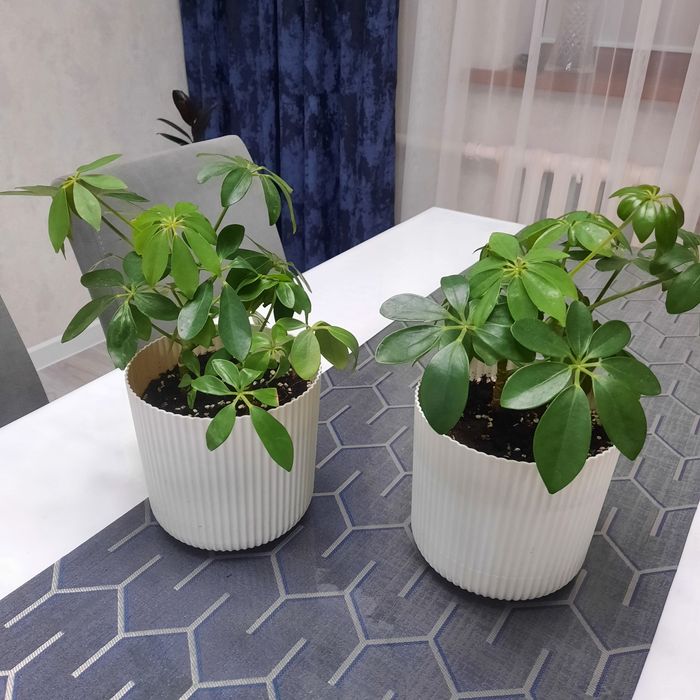 Продам цветы Шефлера