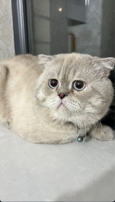 Кот для вязки.Juftlashish uchun erkak mushuk