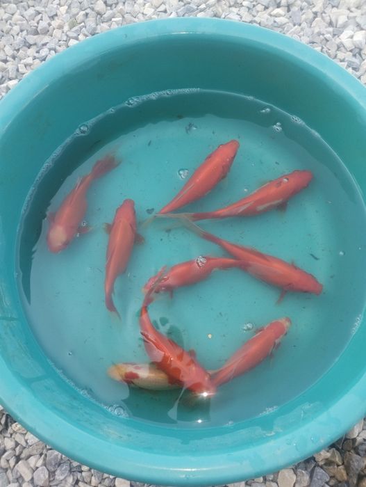 Crap koi butterfly