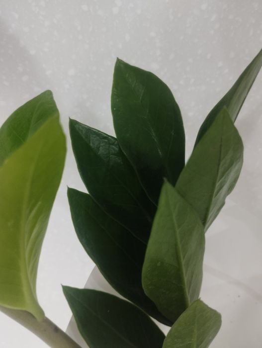 Замиакулькас долларовое дерево