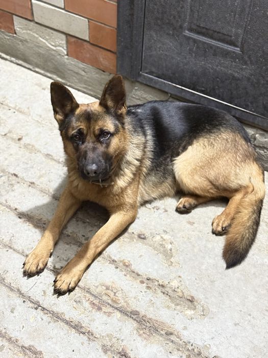 Продам чистокровный немецкую овчарку