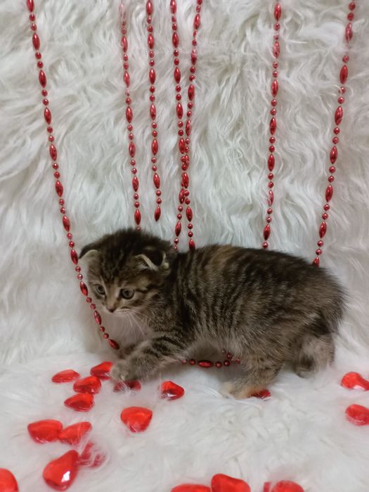 Продам шотландских девочек