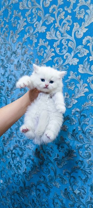 Продам шикарную белоснежную девочку британнчку