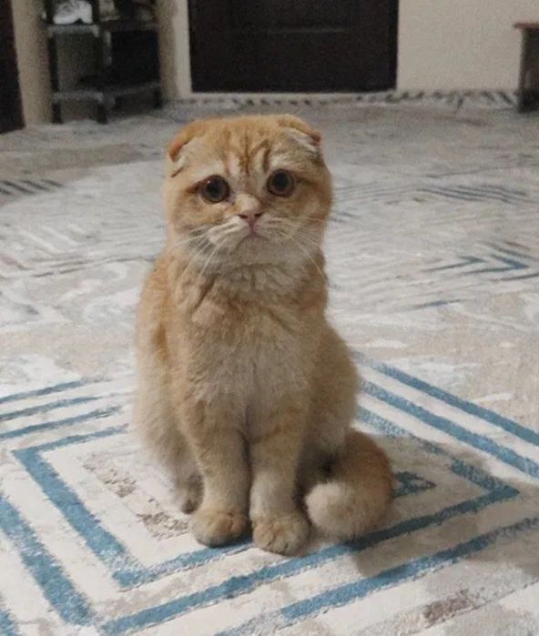 породистый кот за 300 тыс