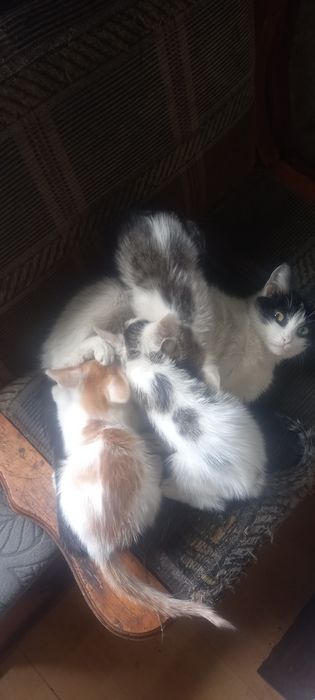 Котята крыселовы