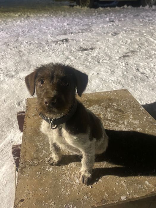 Щенок  дратхаара