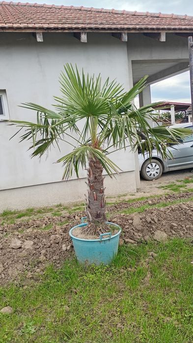 Palmier  de vânzare.