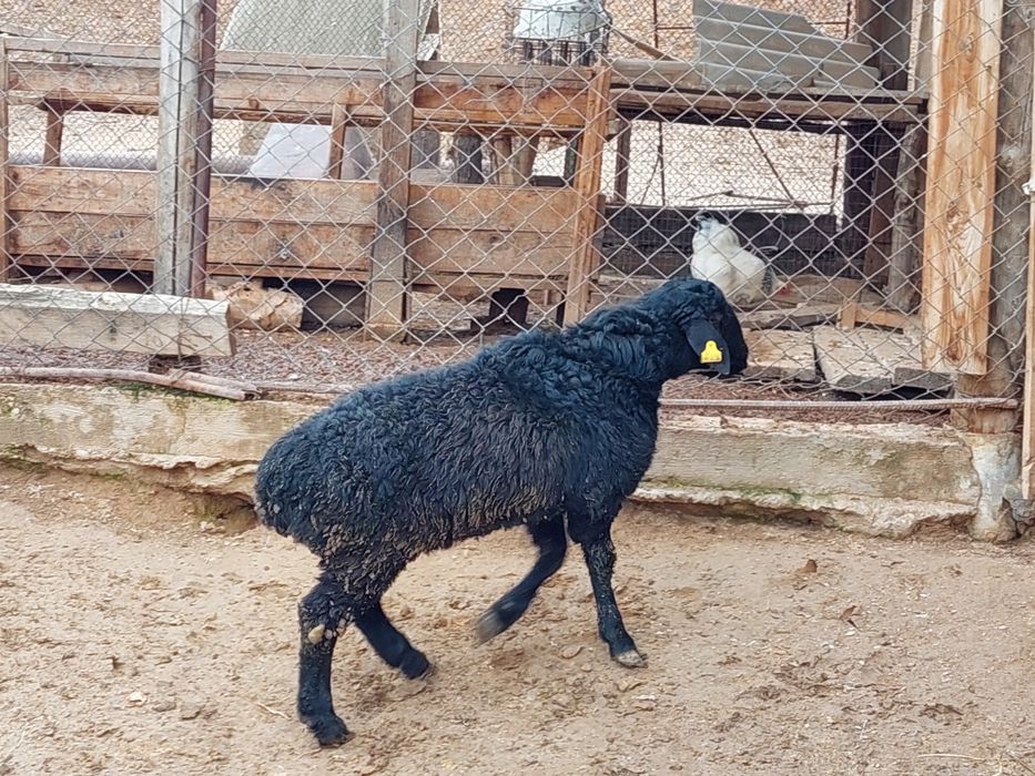 Семіз жем жеп тұрған қошқар сатылады