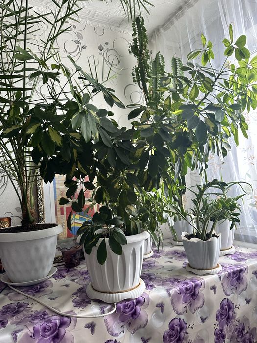 Продаю растение шеффлера