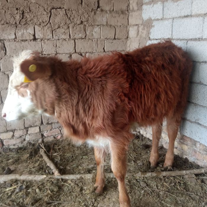 Бузок 6 ойлик сотилади