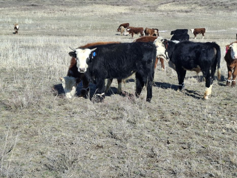1,5жасар ақбас, әуилекөл бұқалар сатылады