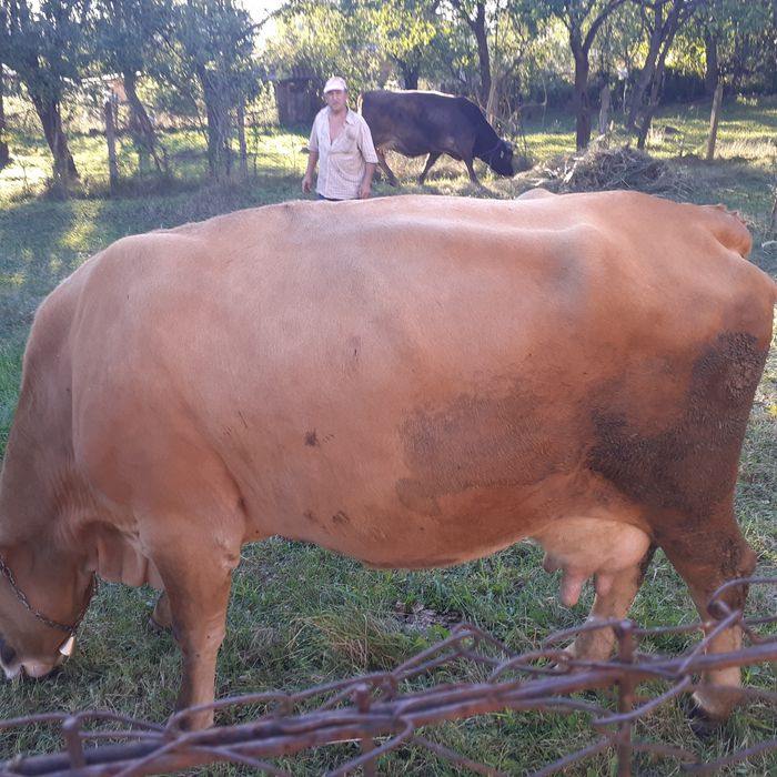 Vand vaca de lapte