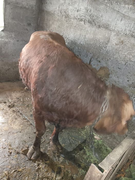 Продам быка    .