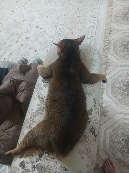 Продам абисинскую  кошку