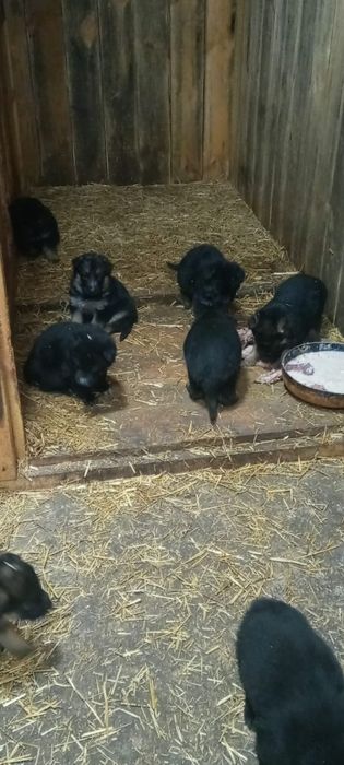 Щенки немецкой овчарки