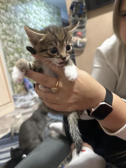 Отдам котят бесплатно