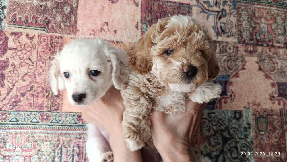 Продам щенков той - пуделя