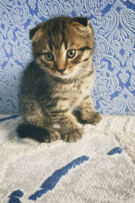 Шотландский вислоухие
