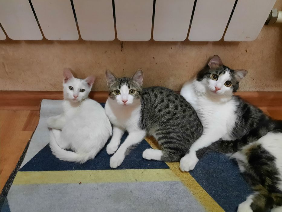 Молодая хорошая кошка