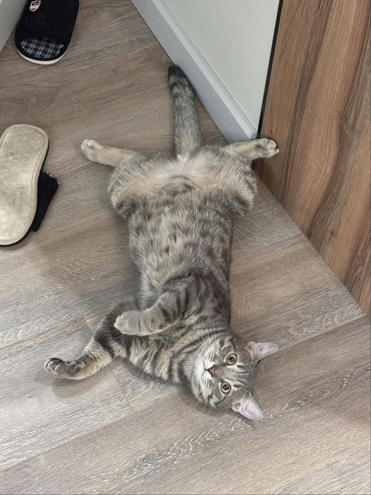 Отдам кота дружелюбный