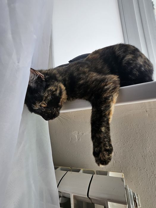 Отдам в добрые руки котёнка