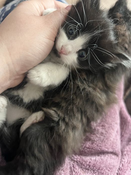 Дарю котят приученные к лотку