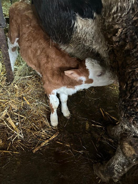 Vând vitele pe mărimi