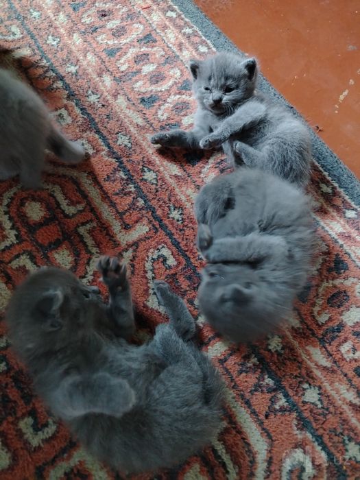 zotdor mushukchalar sotuvda
