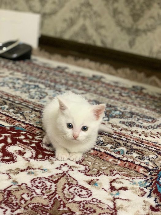 Scotish strayt toza qon