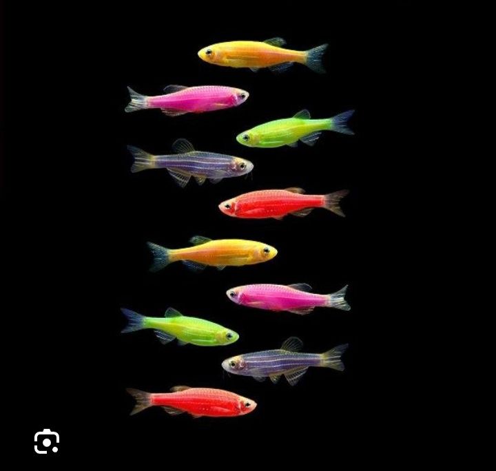 Данио гло фиш оптом