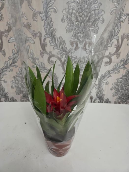 Домошние цветы , Үй өсімдіктері