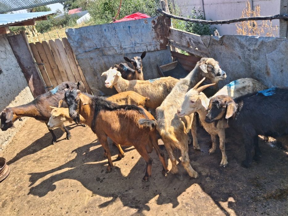 De vânzare 7 capre si 1 țap!!3 capre sunt la prima fatare si 4 la a 2 -3 a fătare