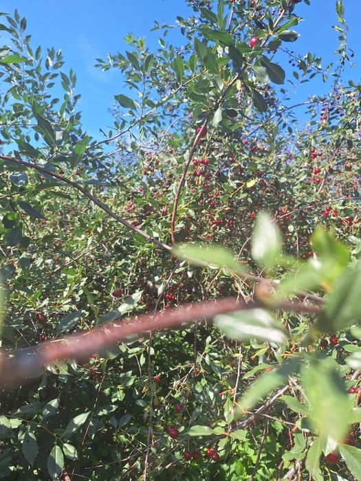 Вишня домашняя ,с дерева