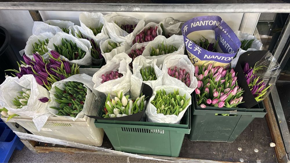 Тюльпаны к 8 Марта (Голландия) — свежие оптом и в розницу