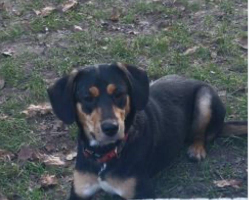 Отдам щенков в добрые руки.