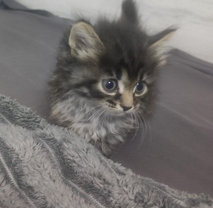 Отдадим котят девочек