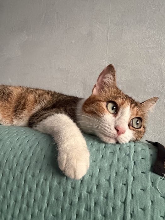 Отдам кошку по кличке Локи