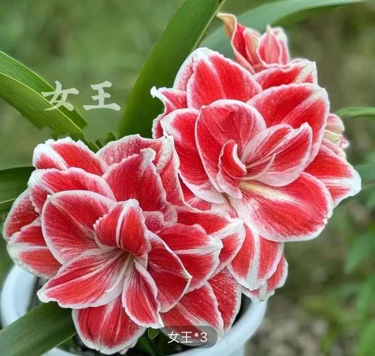 Амариллис-живой цветок без ухода