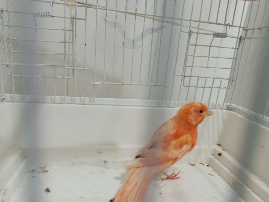 Кенар, канарейка нар