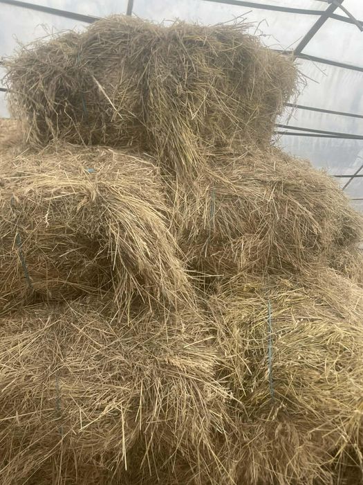 Baloti de iarba  de vânzare