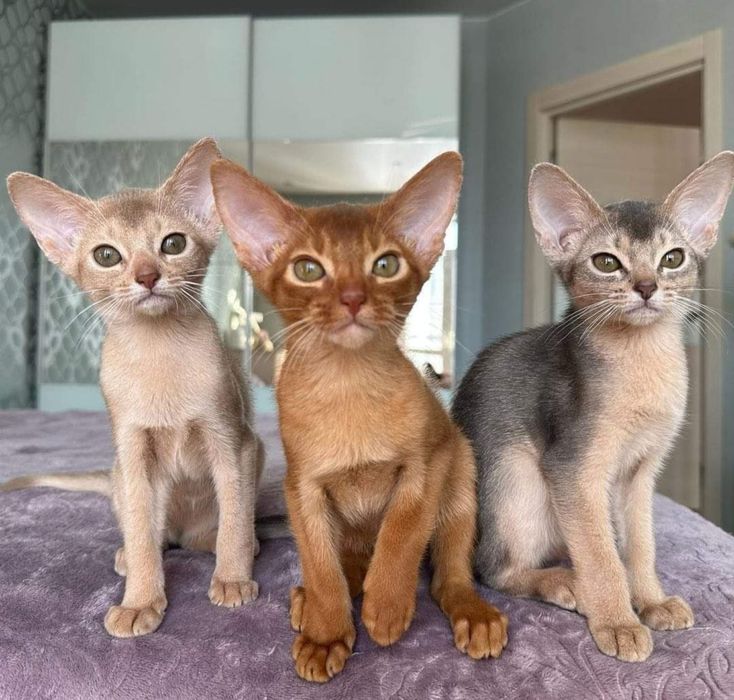 Аби детки всех окрасов