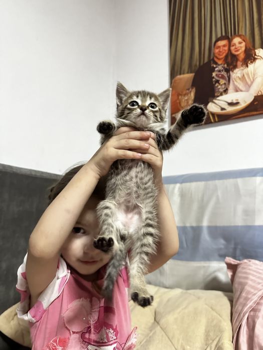 Отдаем котенка в хорошие руки