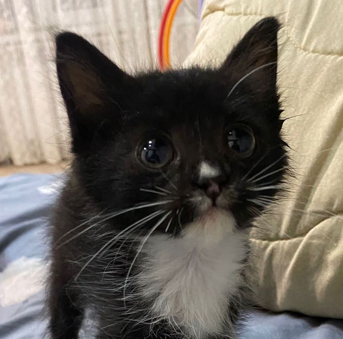 Лучшие Котятки ждут вас