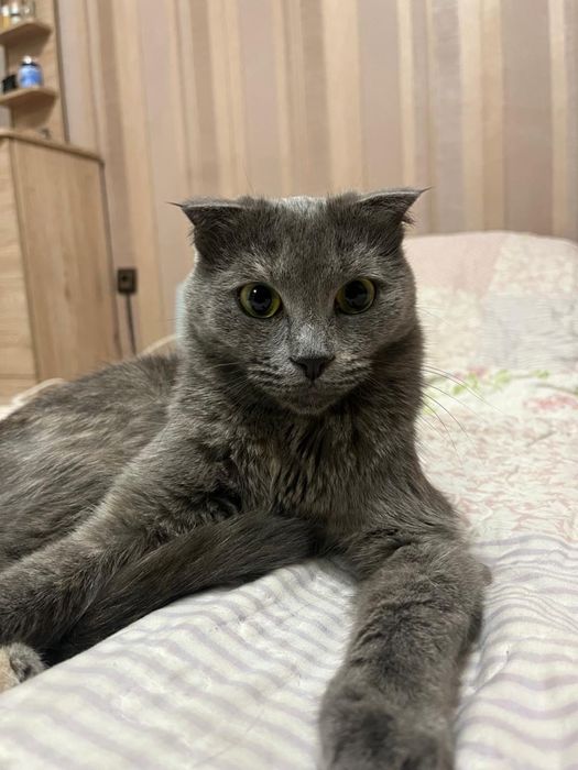 Котята британские вислоухие продам