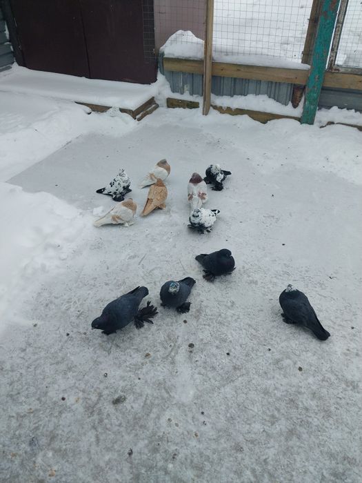 Продам бойных голубей